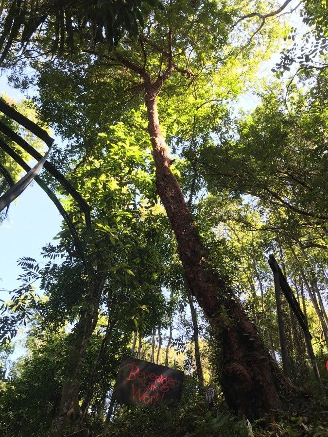 Syzygium zeylanicum — search result for 'Eugenia'