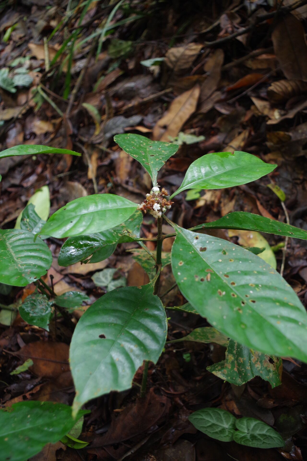 Psychotria brachypus habit