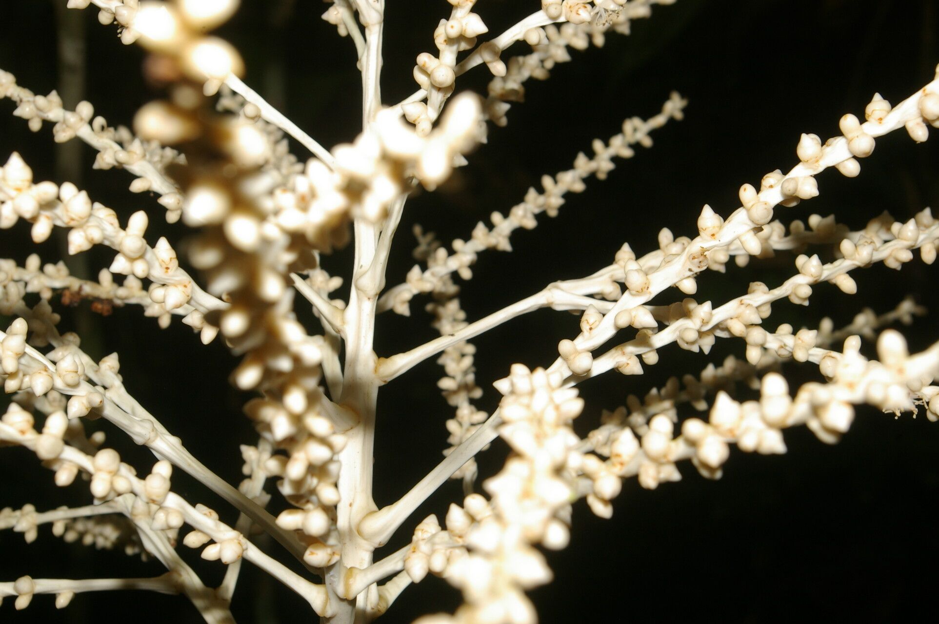 Reinhardtia latisecta flower