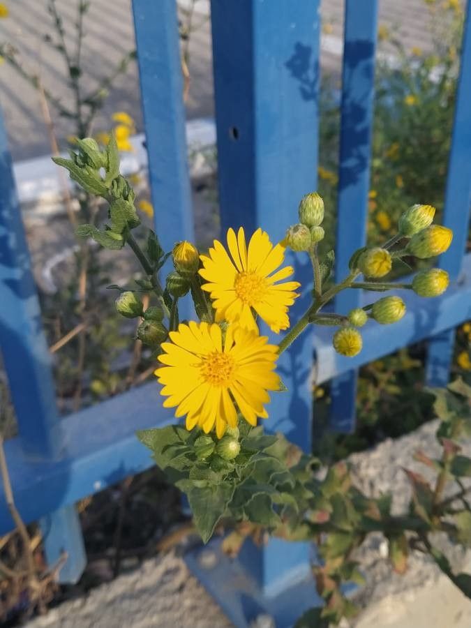 Heterotheca subaxillaris flower