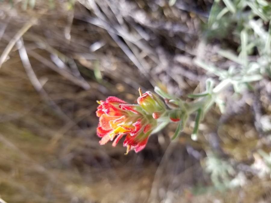 Castilleja arachnoidea flower