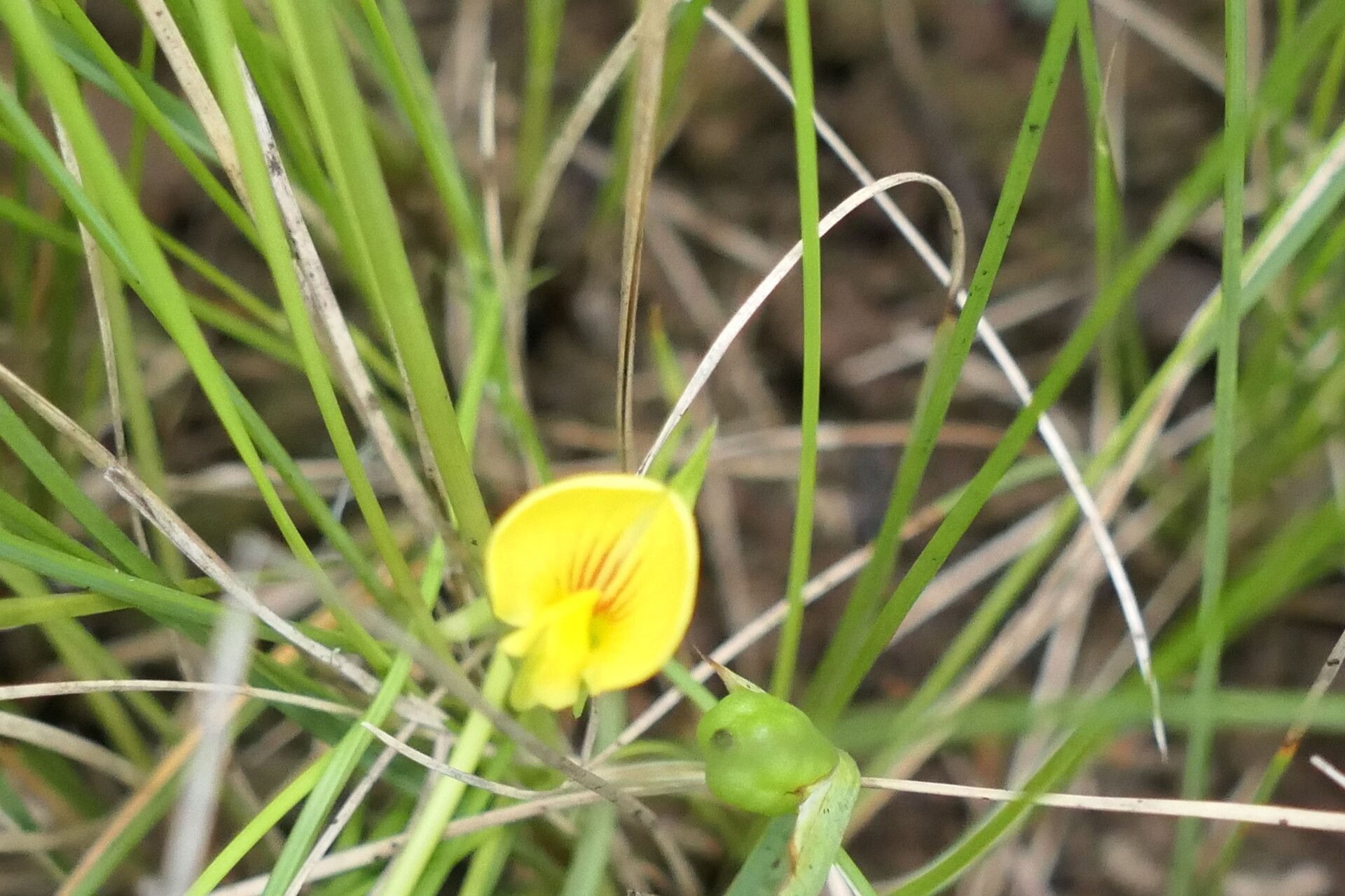 Zornia capensis flower