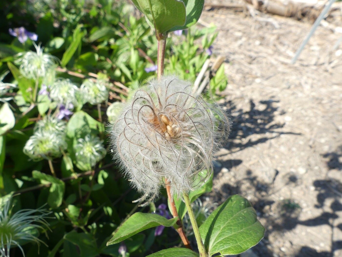 Clematis integrifolia fruit