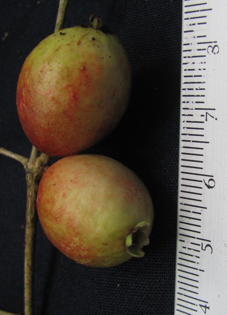 Eugenia gomezii fruit