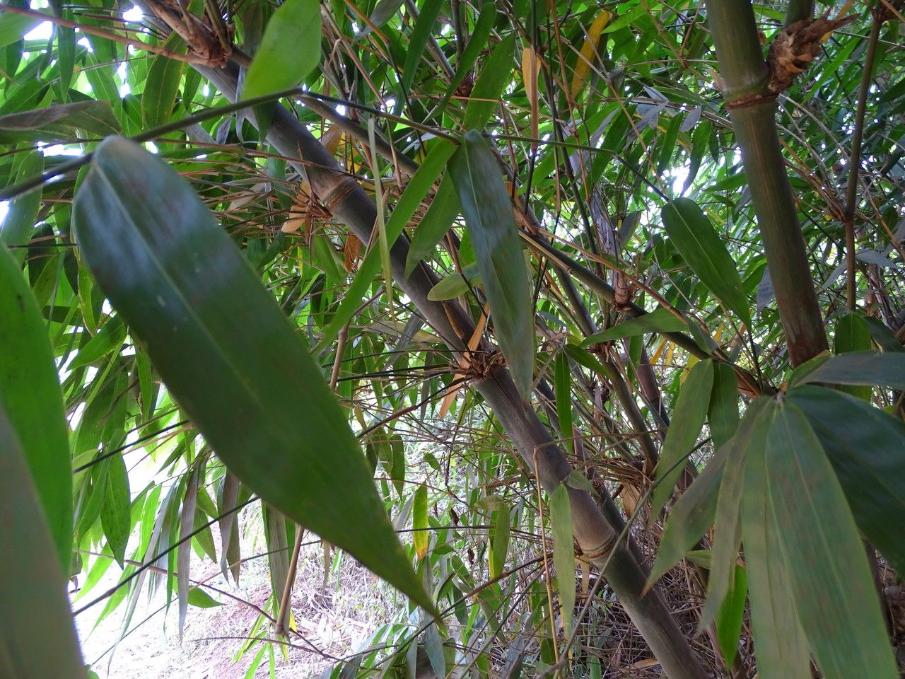 Yushania alpina — houseplant care guide