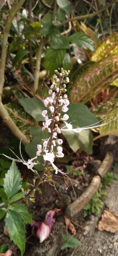 Orthosiphon aristatus flower