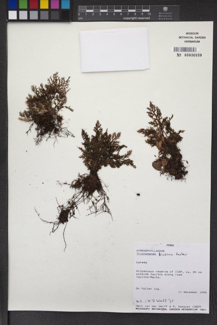 Trichomanes bicorne — houseplant care guide