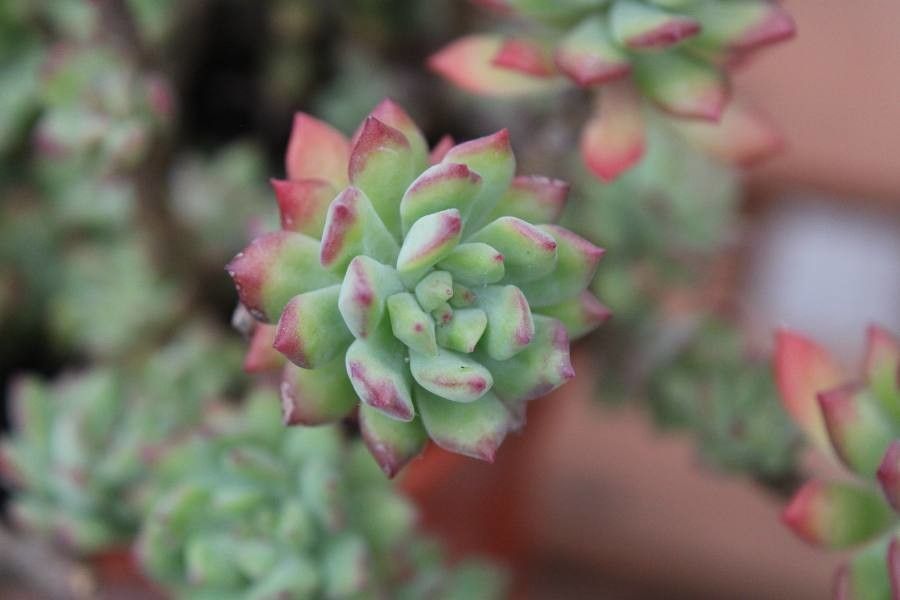 Echeveria colorata bark