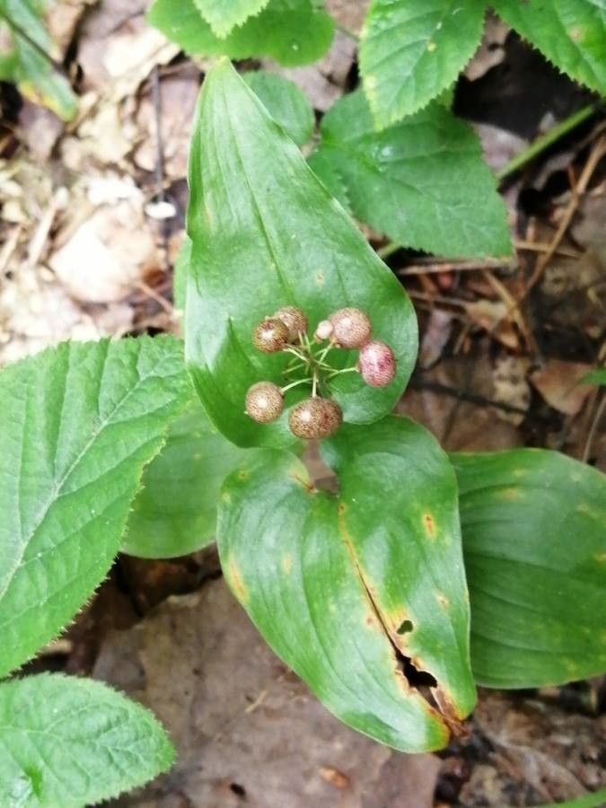 Maianthemum canadense fruit