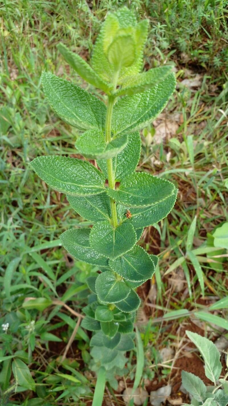 Lippia lacunosa habit