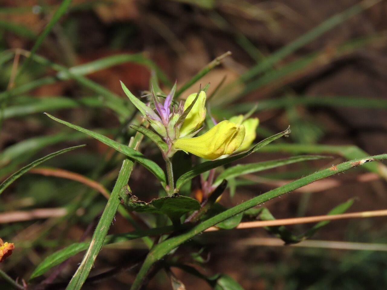 Melampyrum italicum flower