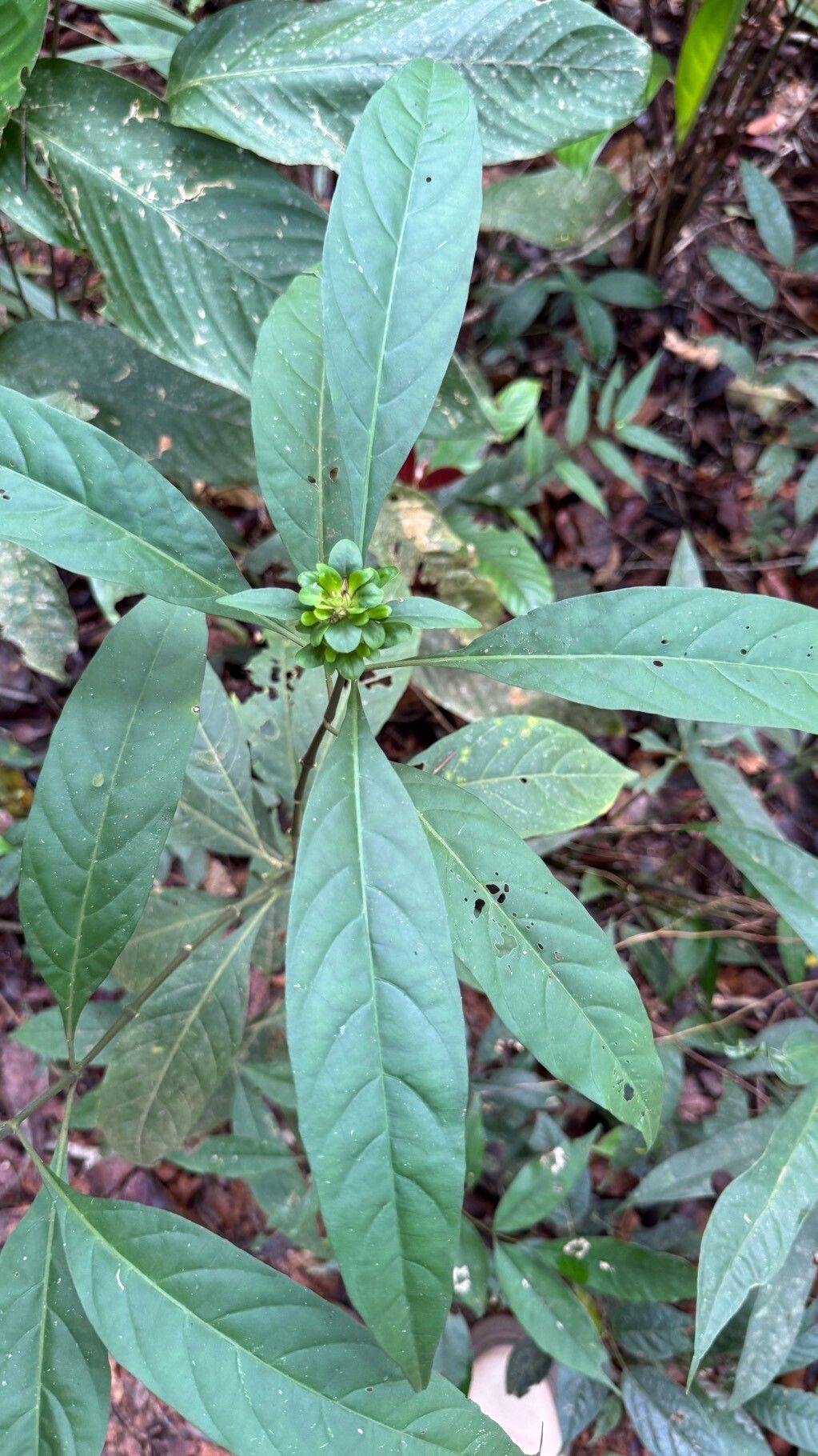 Justicia nodicaulis — search result for 'Justicia'