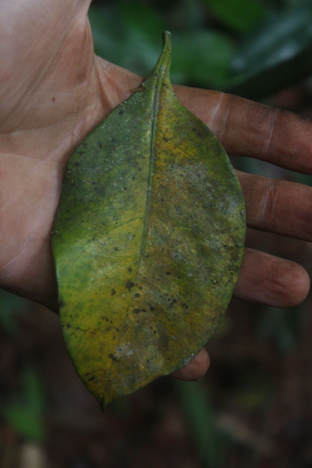 Vepris louisii — search result for 'Vepris'