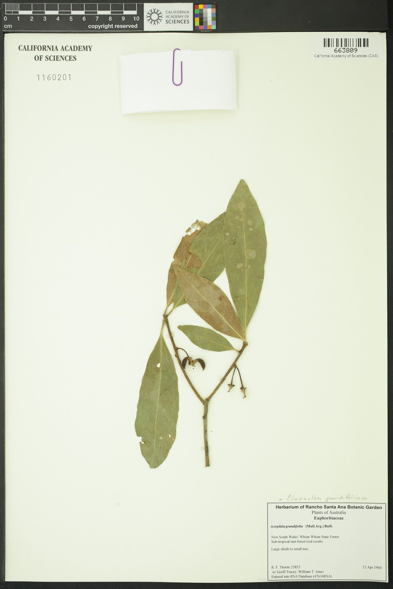 Claoxylon grandifolium — houseplant care guide