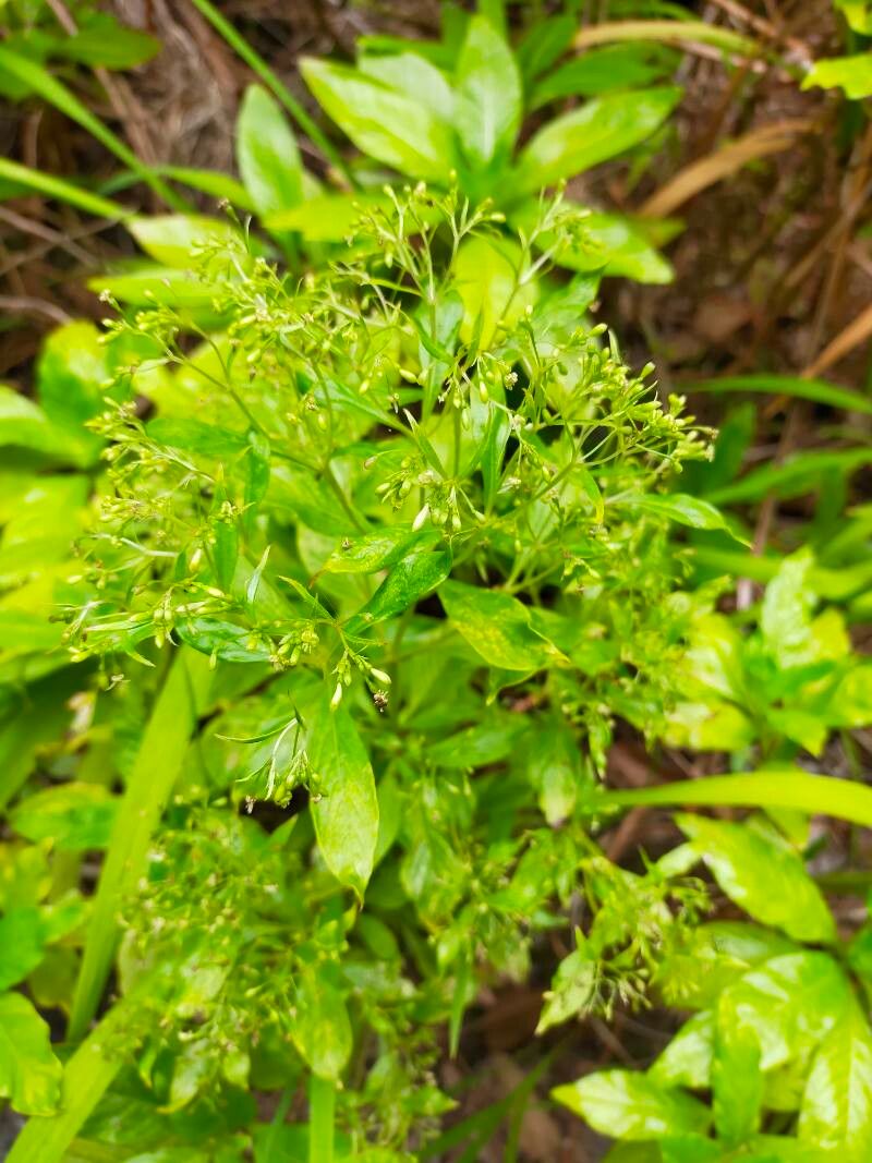 Phyllis nobla flower