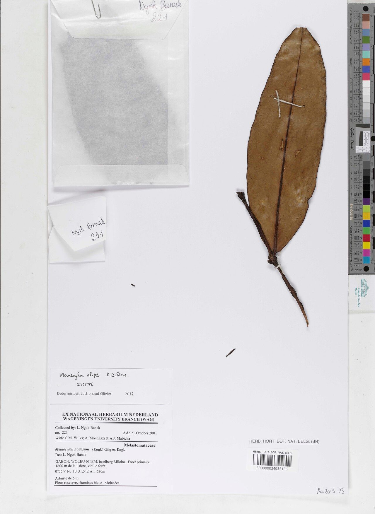 Memecylon alipes — houseplant care guide