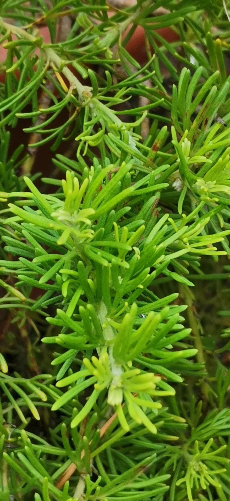 Grevillea cirsiifolia leaf