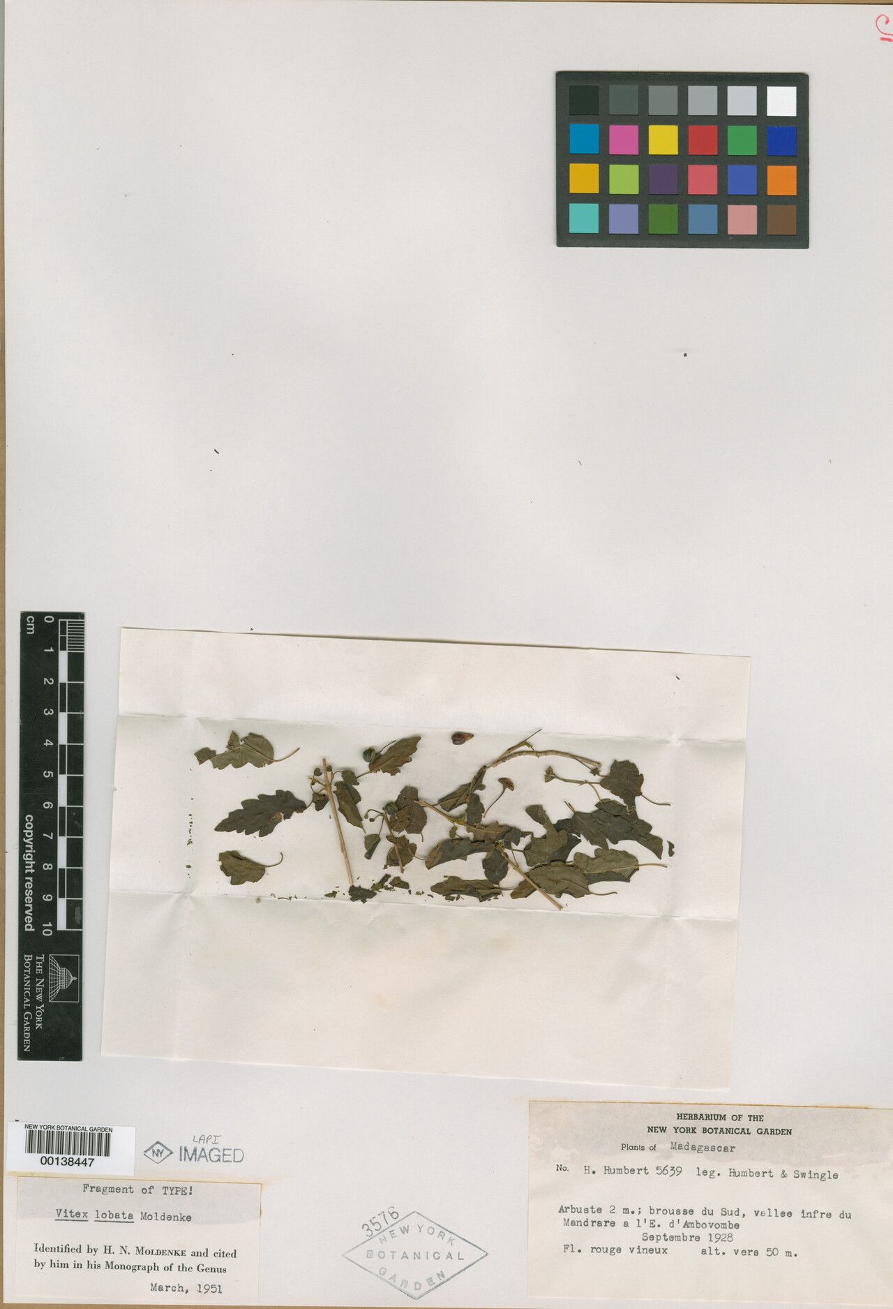 Vitex lobata — houseplant care guide