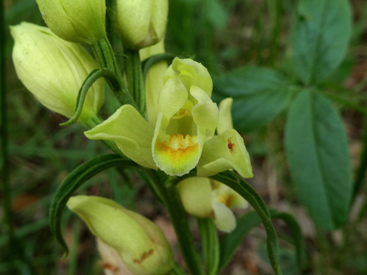 Cephalanthera damasonium flower