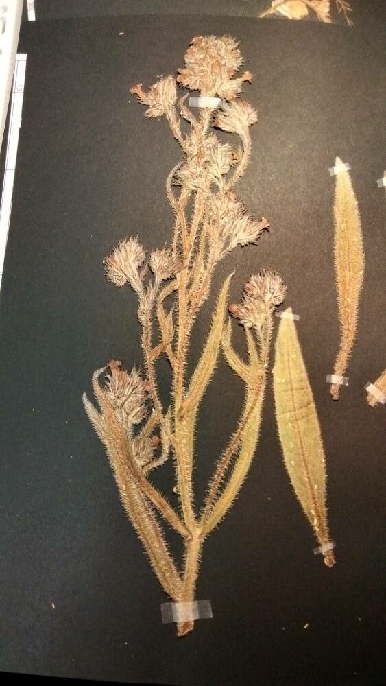 Anchusa leptophylla habit