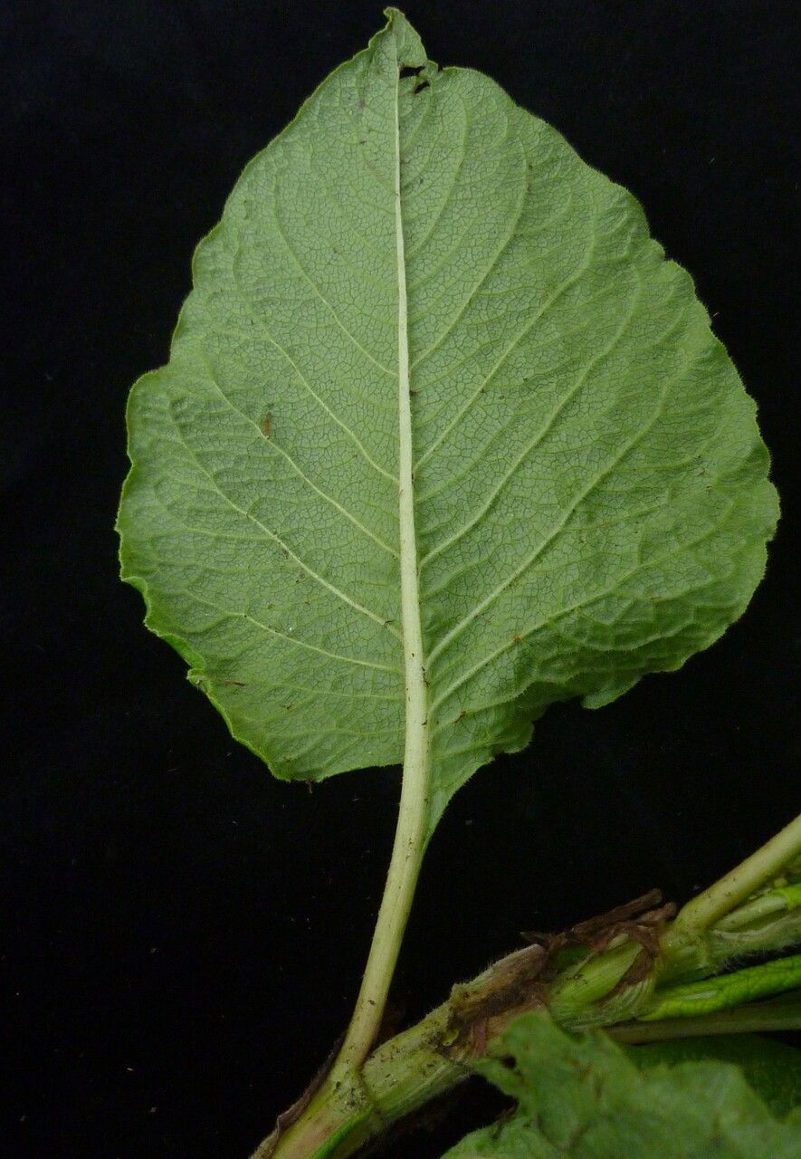 Koenigia rumicifolia — houseplant care guide