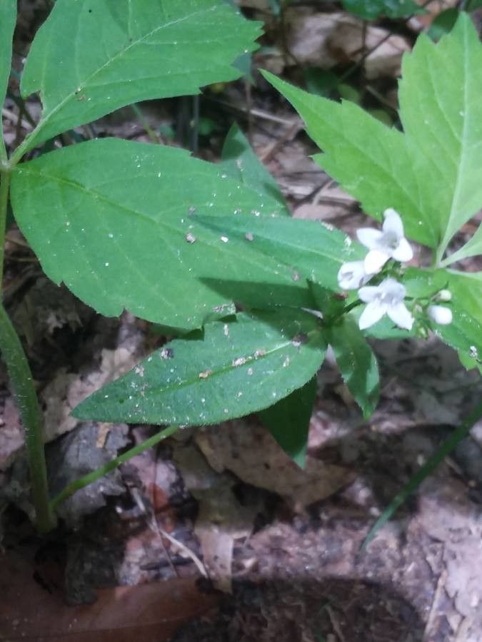 Houstonia purpurea flower