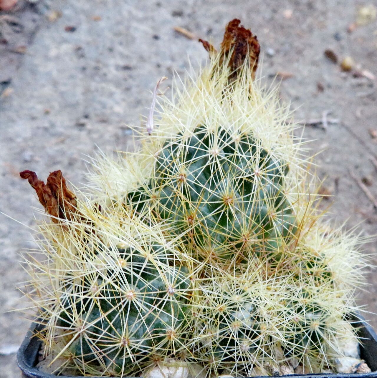 Acharagma roseanum flower