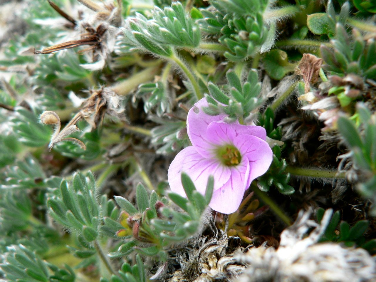 Geranium sericeum flower