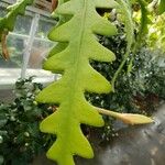 Epiphyllum anguliger