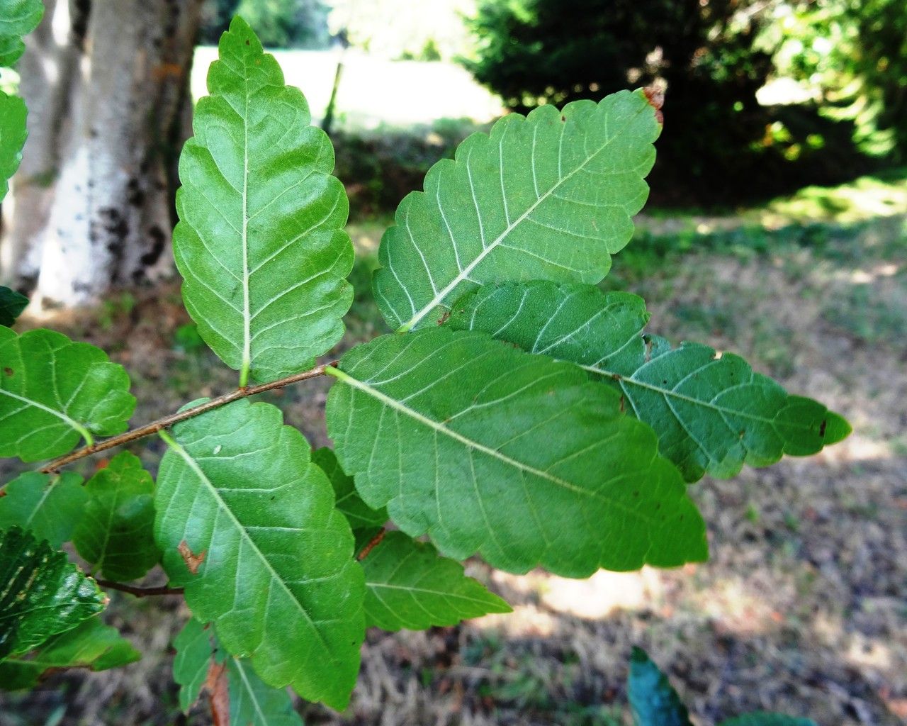 Zelkova carpinifolia — search result for 'Ulmaceae'