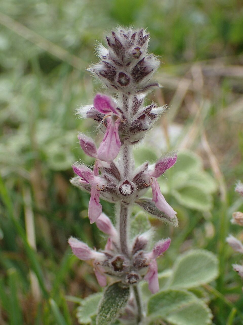 Stachys cretica flower