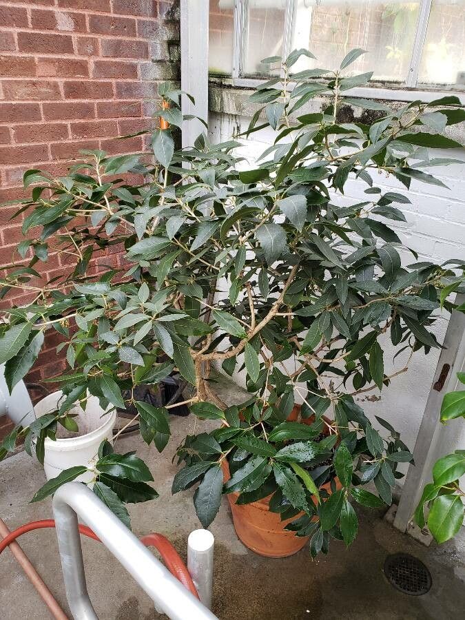 Osmanthus armatus habit