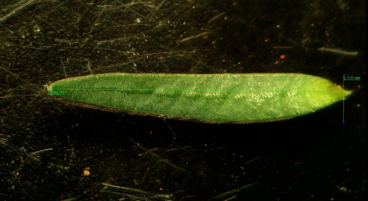 Thymelaea coridifolia leaf