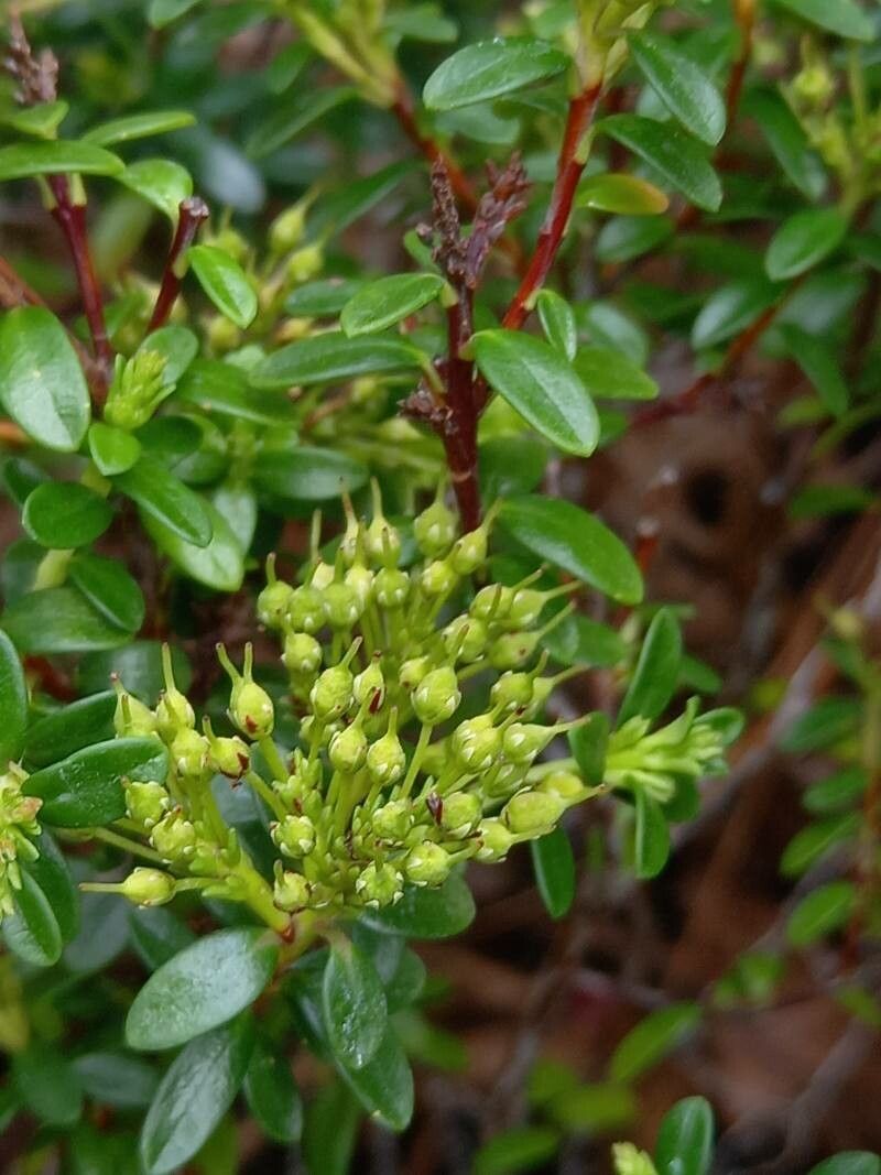 Kalmia buxifolia fruit