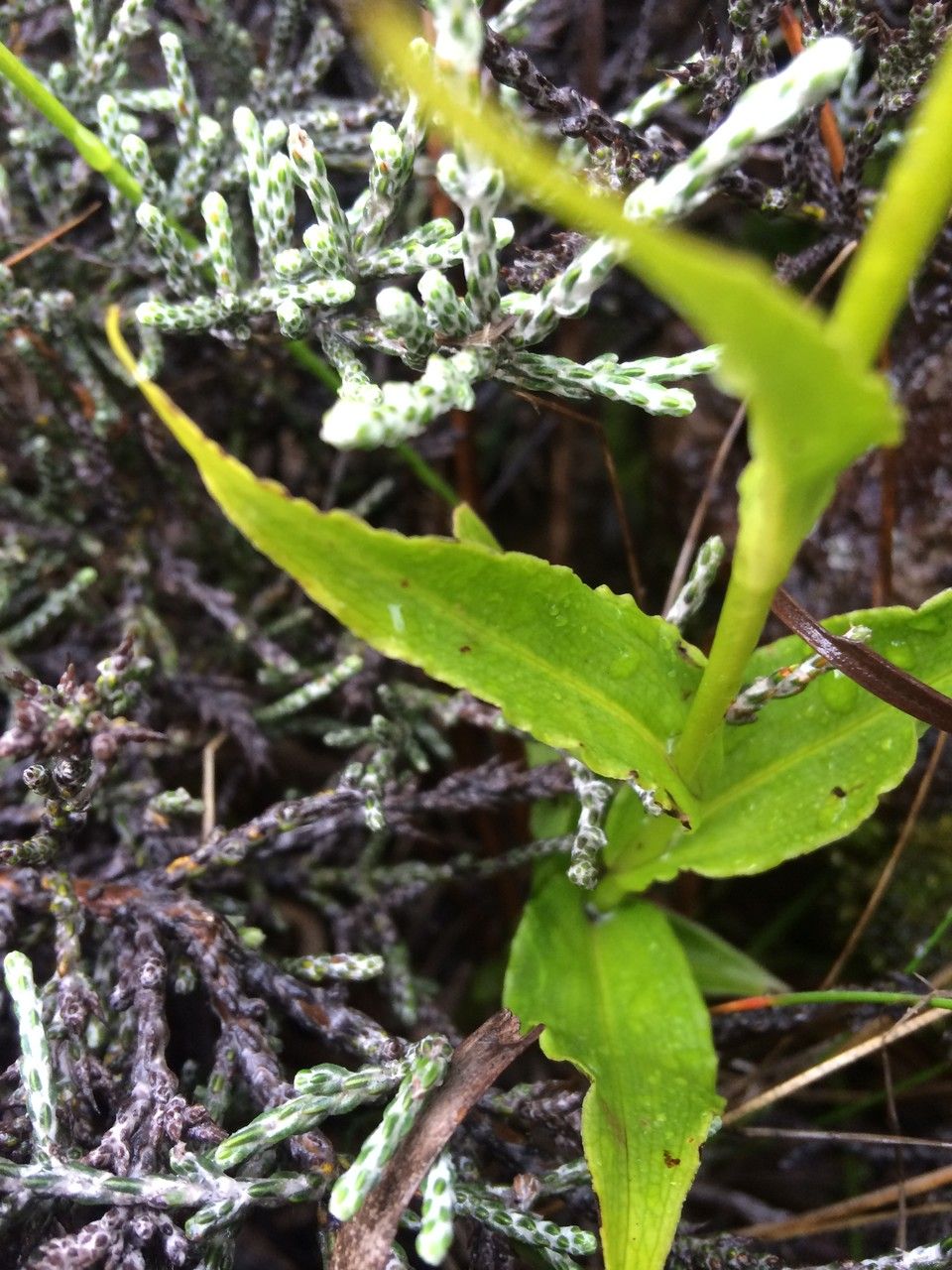Habenaria undulata — houseplant care guide