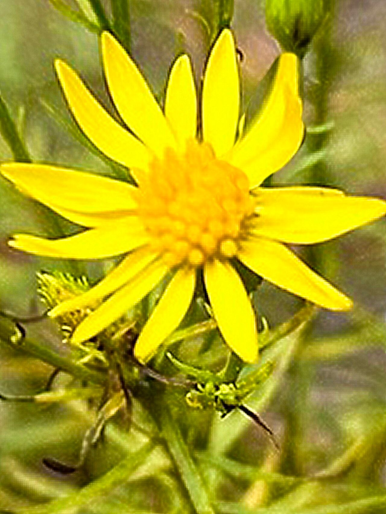 Chrysopsis gossypina — related species from the same genus