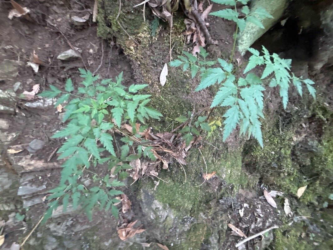 Daucus elegans habit
