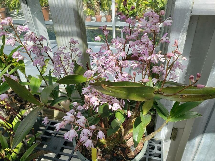 Dendrobium kingianum habit