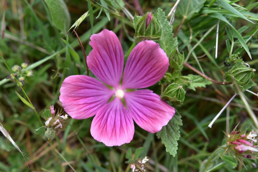 Malope malacoides flower
