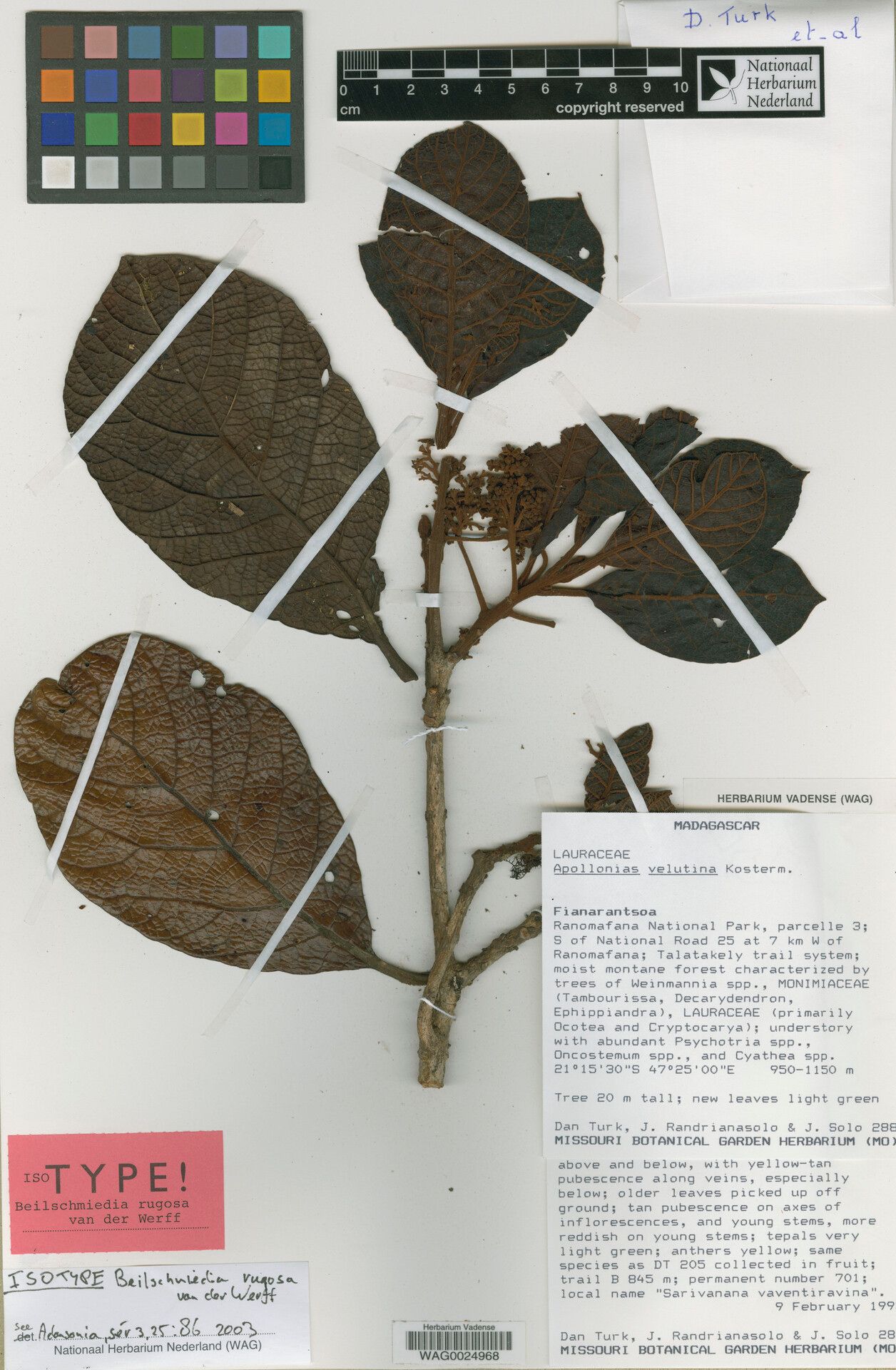 Beilschmiedia rugosa — houseplant care guide