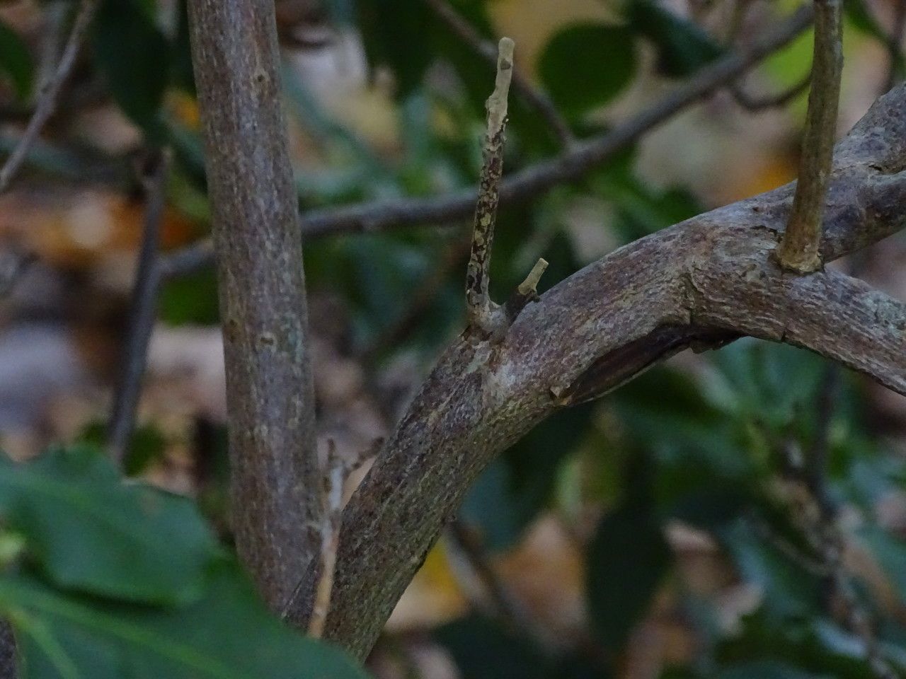 Rhododendron augustinii bark