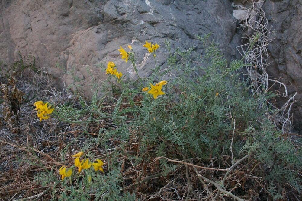 Solanum peruvianum — houseplant care guide