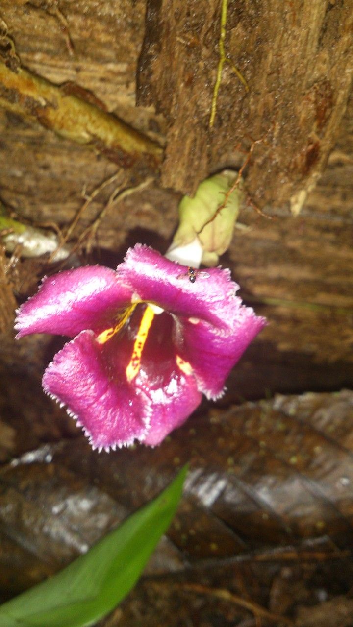 Drymonia glandulosa flower
