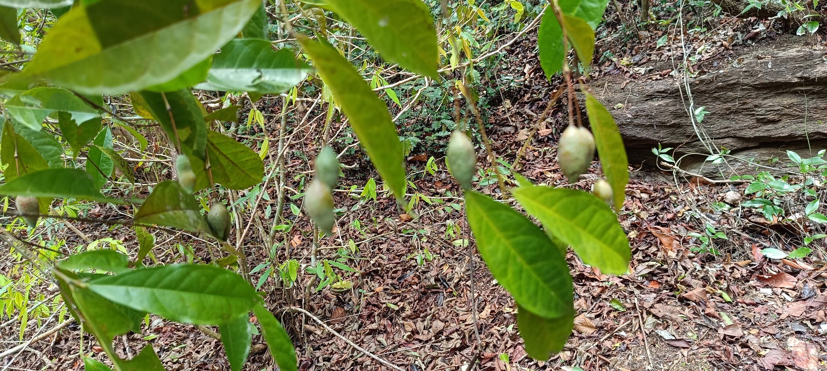 Maerua duchesnei fruit