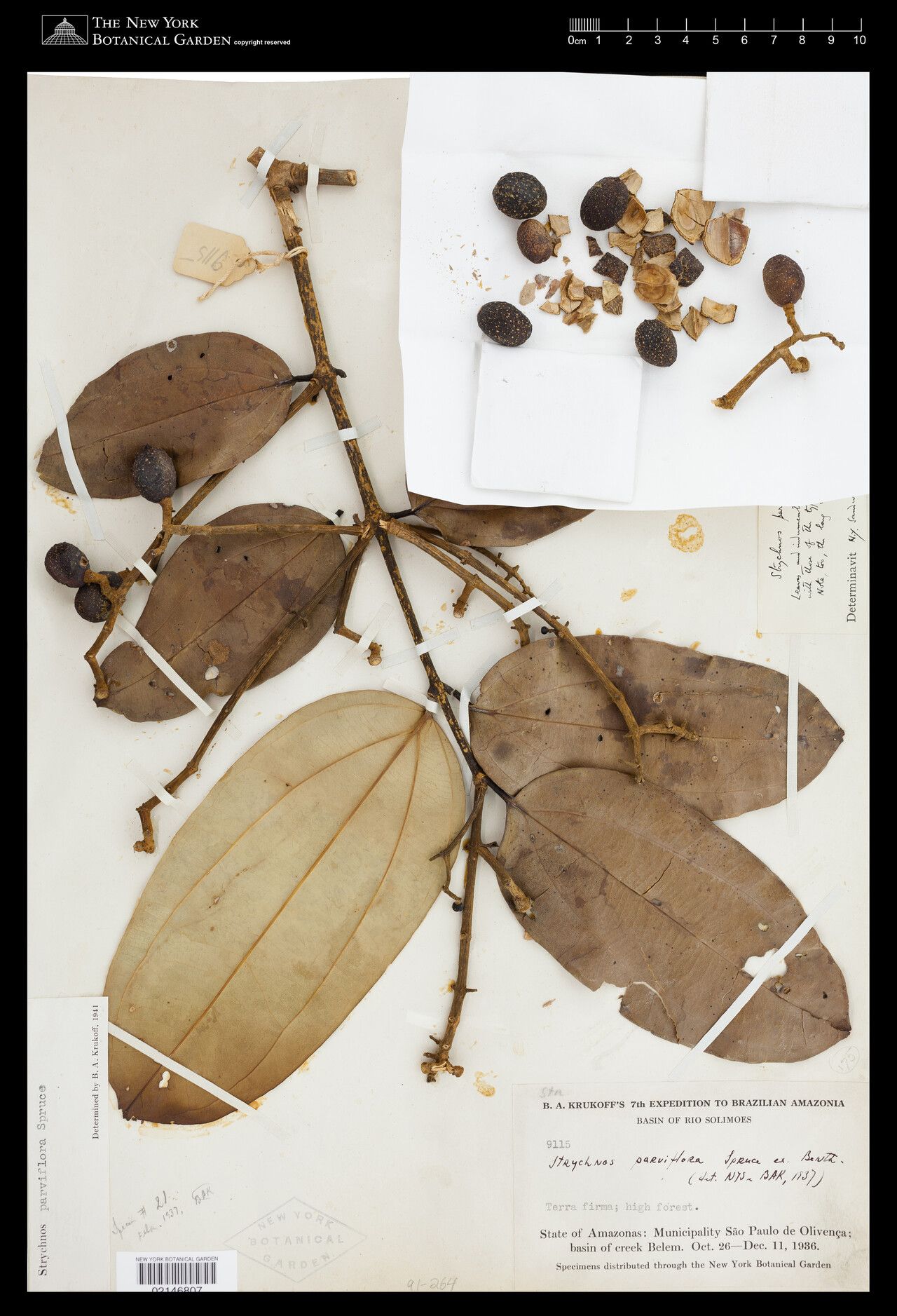 Strychnos parviflora fruit