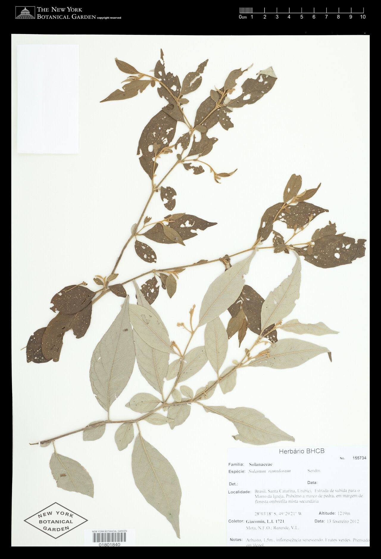 Solanum ramulosum — houseplant care guide