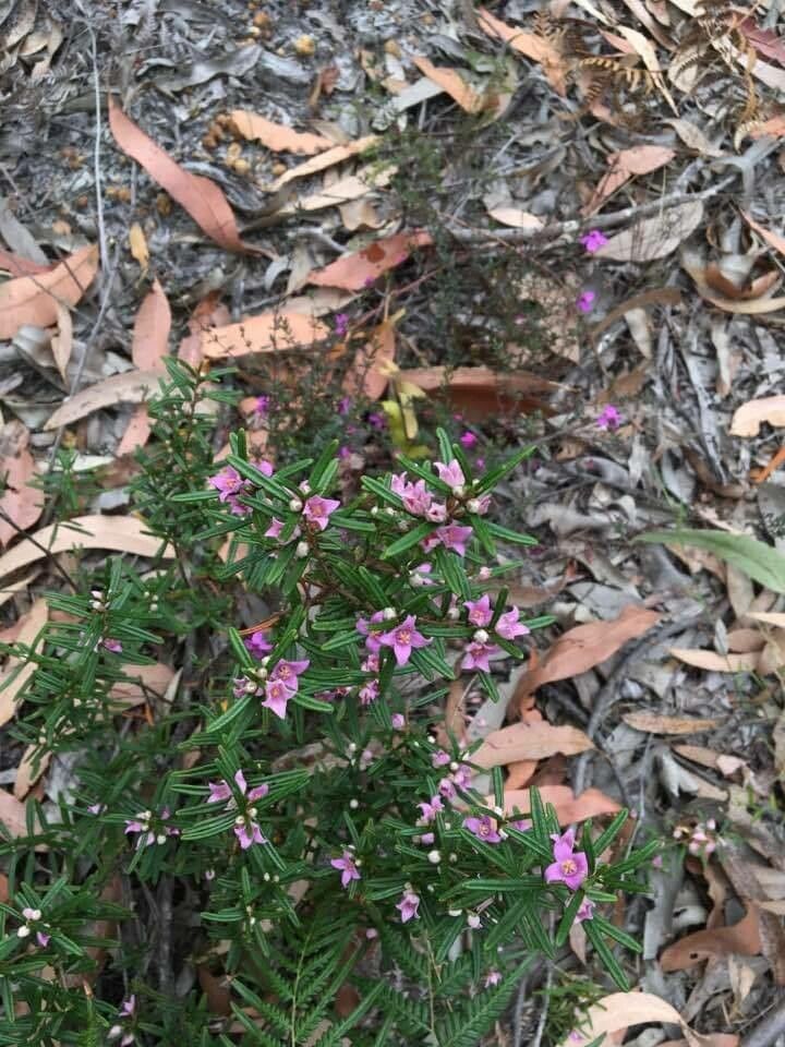 Boronia rosmarinifolia — search result for 'Rutaceae'