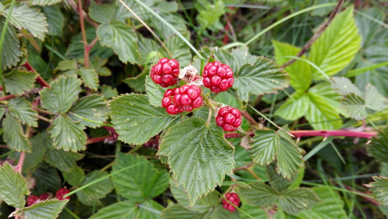 Rubus divaricatus fruit