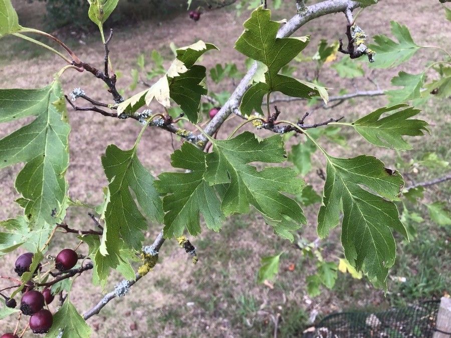 Crataegus × armena fruit