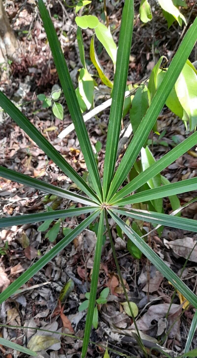 Coccothrinax argentea leaf